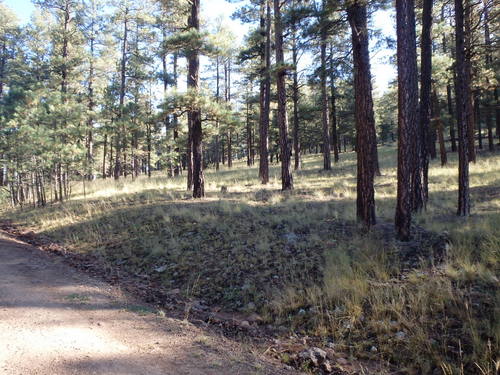GDMBR: Gentle slope, old fire scars, and cattle grazing make for good visibility.